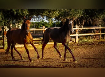 Caballo de deporte portugués, Yegua, 3 años, 158 cm, Buckskin/Bayo