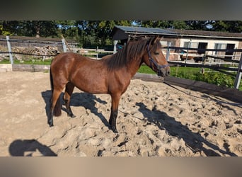 Caballo de deporte portugués, Yegua, 3 años, Castaño