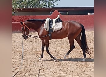 Caballo de deporte portugués, Yegua, 3 años, Castaño rojizo