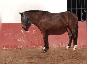 Caballo de deporte portugués, Yegua, 3 años, Castaño rojizo