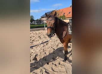 Caballo de deporte portugués, Yegua, 7 años, 126 cm, Castaño