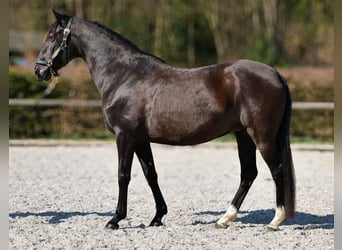 Caballo de deporte portugués Mestizo, Yegua, 7 años, 160 cm, Negro