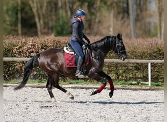 Caballo de deporte portugués Mestizo, Yegua, 7 años, 160 cm, Negro