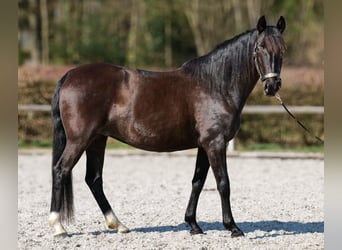 Caballo de deporte portugués Mestizo, Yegua, 7 años, 160 cm, Negro