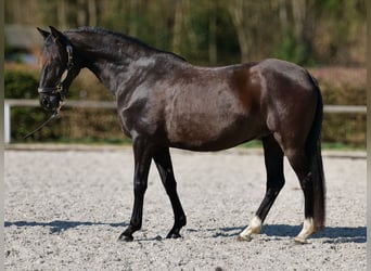 Caballo de deporte portugués Mestizo, Yegua, 7 años, 160 cm, Negro