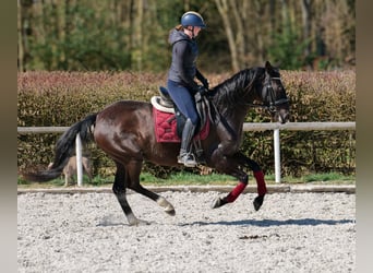 Caballo de deporte portugués Mestizo, Yegua, 7 años, 160 cm, Negro