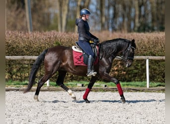 Caballo de deporte portugués Mestizo, Yegua, 7 años, 160 cm, Negro