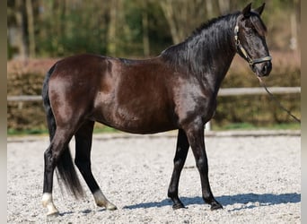 Caballo de deporte portugués Mestizo, Yegua, 7 años, 160 cm, Negro