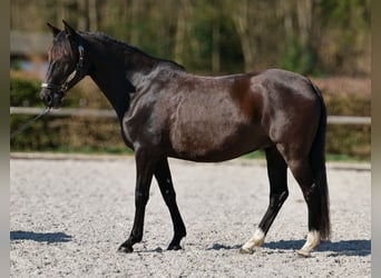 Caballo de deporte portugués Mestizo, Yegua, 7 años, 160 cm, Negro