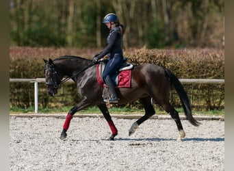 Caballo de deporte portugués Mestizo, Yegua, 7 años, 160 cm, Negro