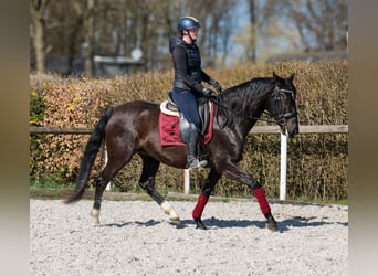 Caballo de deporte portugués Mestizo, Yegua, 7 años, 160 cm, Negro