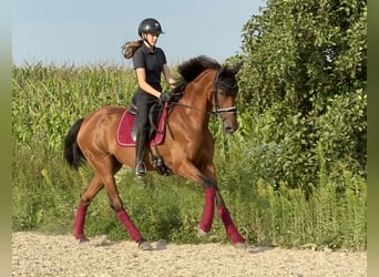 Caballo de deporte portugués, Yegua, 7 años, 163 cm, Castaño