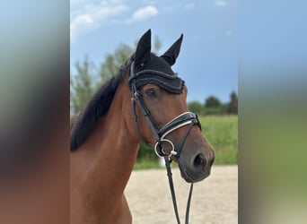 Caballo de deporte portugués, Yegua, 7 años, 163 cm, Castaño