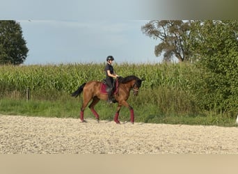 Caballo de deporte portugués, Yegua, 7 años, 163 cm, Castaño