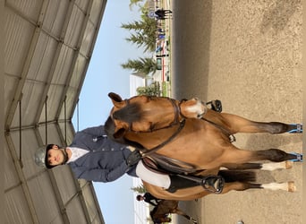 Caballo de deporte portugués, Yegua, 7 años, Castaño rojizo
