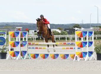 Caballo de deporte portugués, Yegua, 7 años, Castaño rojizo