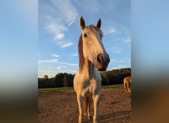 Caballo de deporte portugués, Yegua, 8 años, 152 cm, Tordo