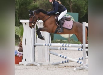 Caballo de deporte portugués Mestizo, Yegua, 8 años, 154 cm, Morcillo