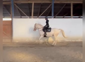 Caballo de deporte portugués, Yegua, 9 años, 155 cm, Champán