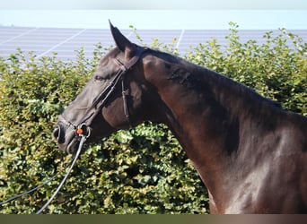 Caballo de deporte portugués, Yegua, 9 años, 168 cm, Negro