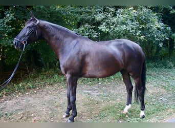 Caballo de deporte portugués, Yegua, 9 años, 168 cm, Negro
