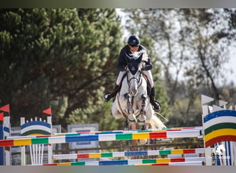 Caballo de deporte portugués, Yegua, 9 años, 169 cm, Tordo