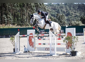 Caballo de deporte portugués, Yegua, 9 años, 169 cm, Tordo