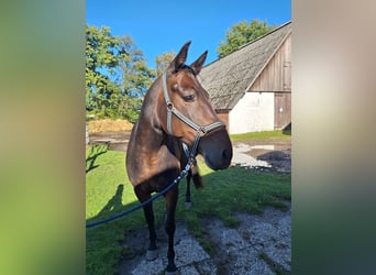 Caballo de equitación alemán pequeño, Caballo castrado, 11 años, 161 cm, Castaño oscuro