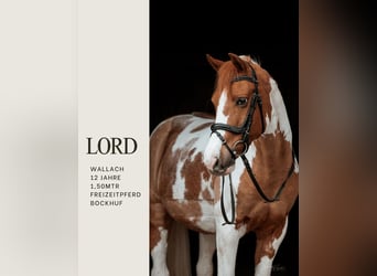 Caballo de equitación alemán pequeño, Caballo castrado, 12 años, 150 cm, Pío