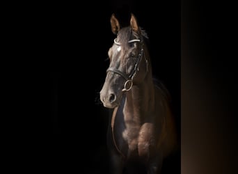 Caballo de equitación alemán pequeño, Caballo castrado, 12 años, 160 cm, Negro