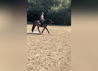 Caballo de equitación alemán pequeño Mestizo, Caballo castrado, 13 años, 152 cm, Castaño