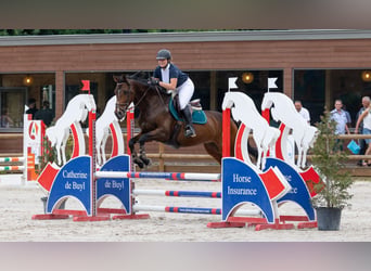 Caballo de equitación alemán pequeño, Caballo castrado, 13 años, 160 cm, Castaño