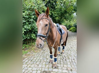 Caballo de equitación alemán pequeño, Caballo castrado, 14 años, 167 cm, Alazán-tostado