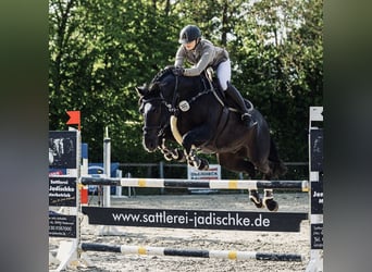 Caballo de equitación alemán pequeño, Caballo castrado, 15 años, 164 cm, Negro
