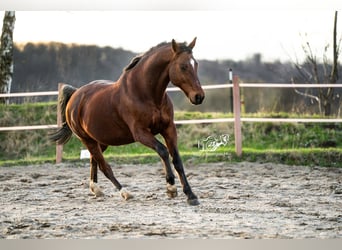 Caballo de equitación alemán pequeño, Caballo castrado, 15 años, 165 cm, Castaño