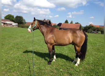 Caballo de equitación alemán pequeño Mestizo, Caballo castrado, 17 años, 162 cm, Castaño