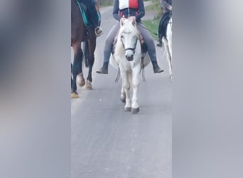 Caballo de equitación alemán pequeño Mestizo, Caballo castrado, 19 años, 130 cm, Tordo picazo