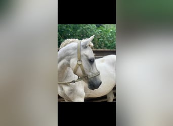 Caballo de equitación alemán pequeño Mestizo, Caballo castrado, 19 años, 130 cm, Tordo picazo