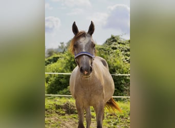 Caballo de equitación alemán pequeño, Caballo castrado, 1 año, 134 cm, Musgo