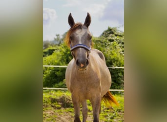 Caballo de equitación alemán pequeño, Caballo castrado, 1 año, 134 cm, Tordo