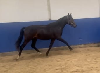 Caballo de equitación alemán pequeño, Caballo castrado, 1 año, 148 cm, Morcillo