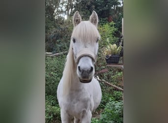 Caballo de equitación alemán pequeño Mestizo, Caballo castrado, 20 años, 130 cm, Tordo picazo