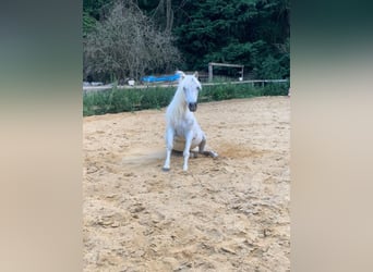 Caballo de equitación alemán pequeño Mestizo, Caballo castrado, 20 años, 130 cm, Tordo picazo