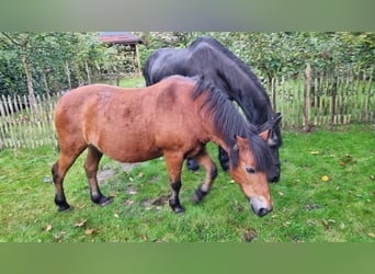 Caballo de equitación alemán pequeño, Caballo castrado, 24 años, 125 cm, Castaño