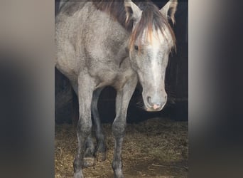 Caballo de equitación alemán pequeño, Caballo castrado, 2 años, 137 cm, Tordo