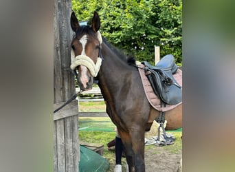 Caballo de equitación alemán pequeño, Caballo castrado, 2 años, 150 cm, Negro