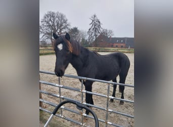 Caballo de equitación alemán pequeño Mestizo, Caballo castrado, 2 años, 150 cm, Negro