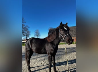 Caballo de equitación alemán pequeño Mestizo, Caballo castrado, 2 años, 152 cm, Negro