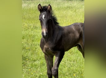 Caballo de equitación alemán pequeño, Caballo castrado, 2 años, 155 cm, Castaño oscuro