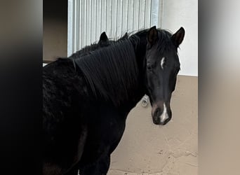 Caballo de equitación alemán pequeño, Caballo castrado, 2 años, 155 cm, Castaño oscuro